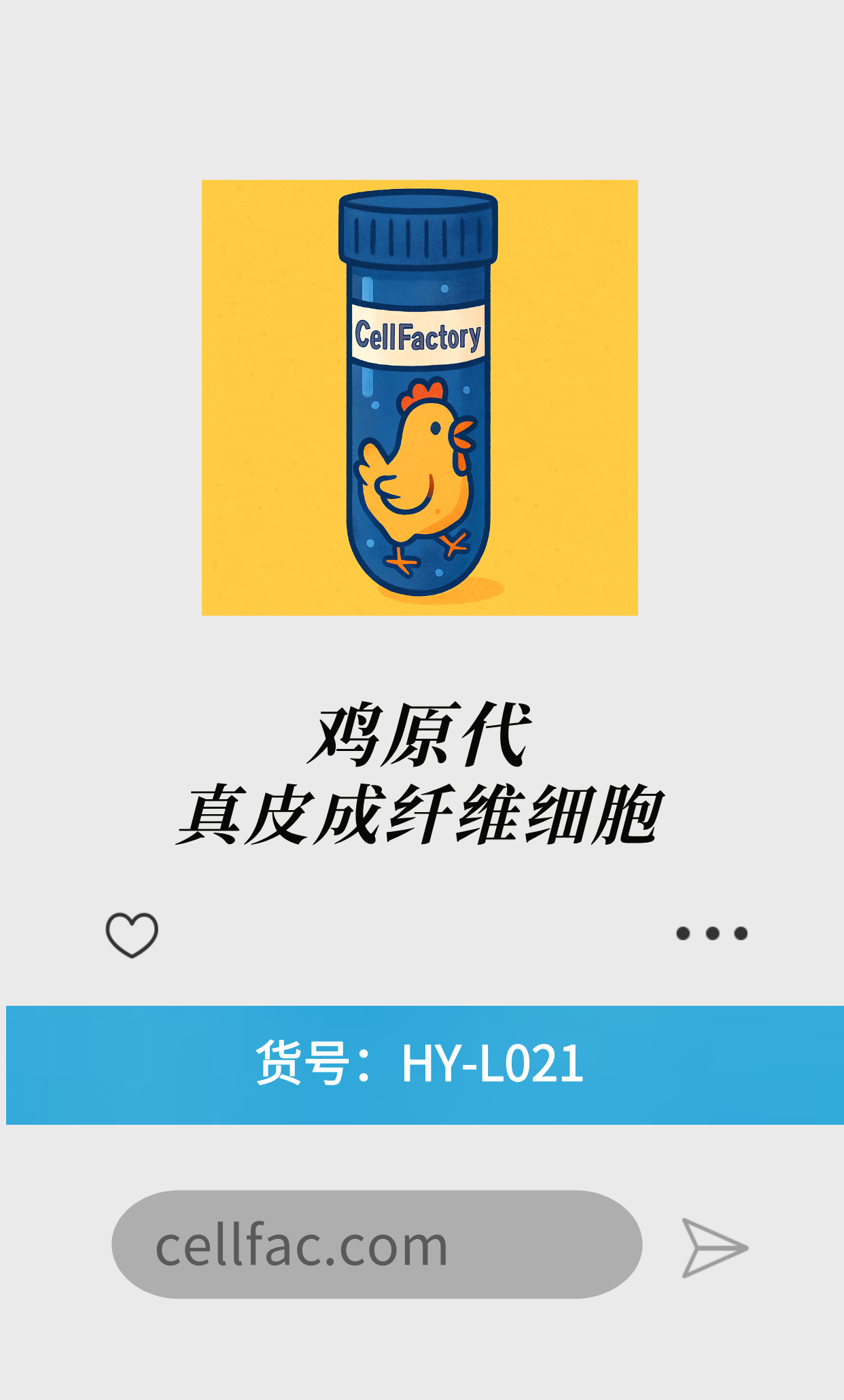  鸡原代真皮成纤维细胞