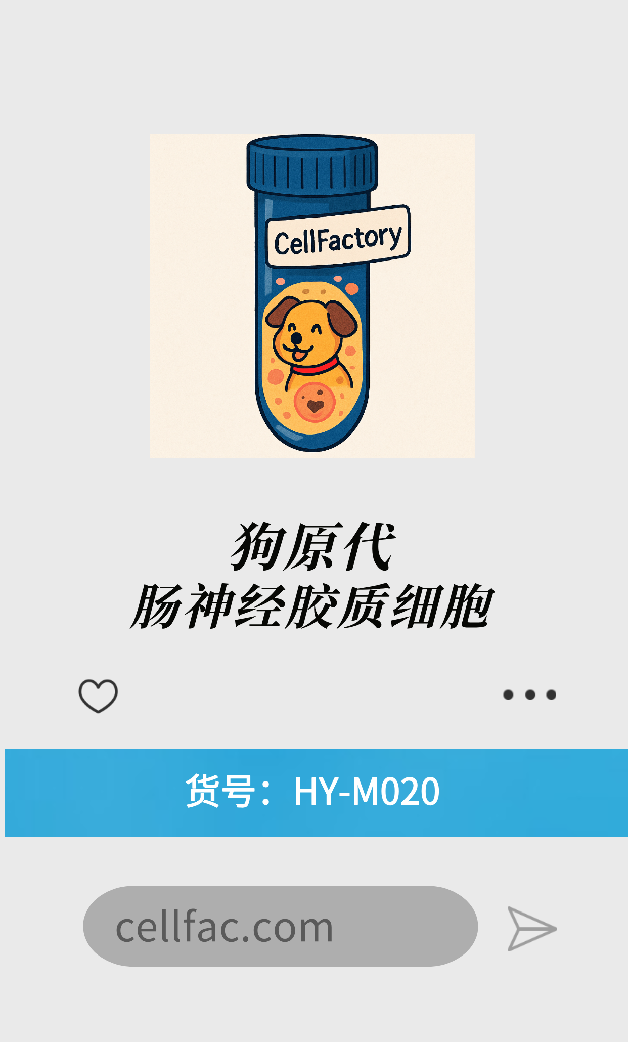  狗原代肠神经胶质细胞