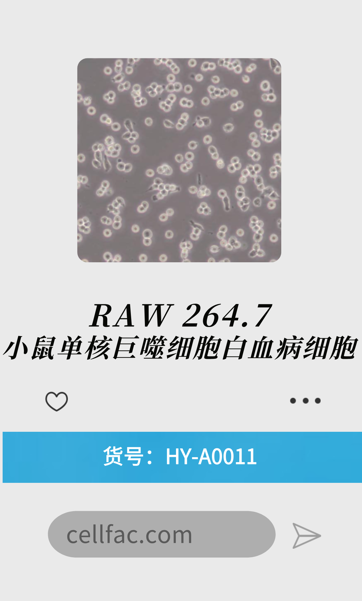  RAW 264.7（小鼠单核巨噬细胞白血病细胞）