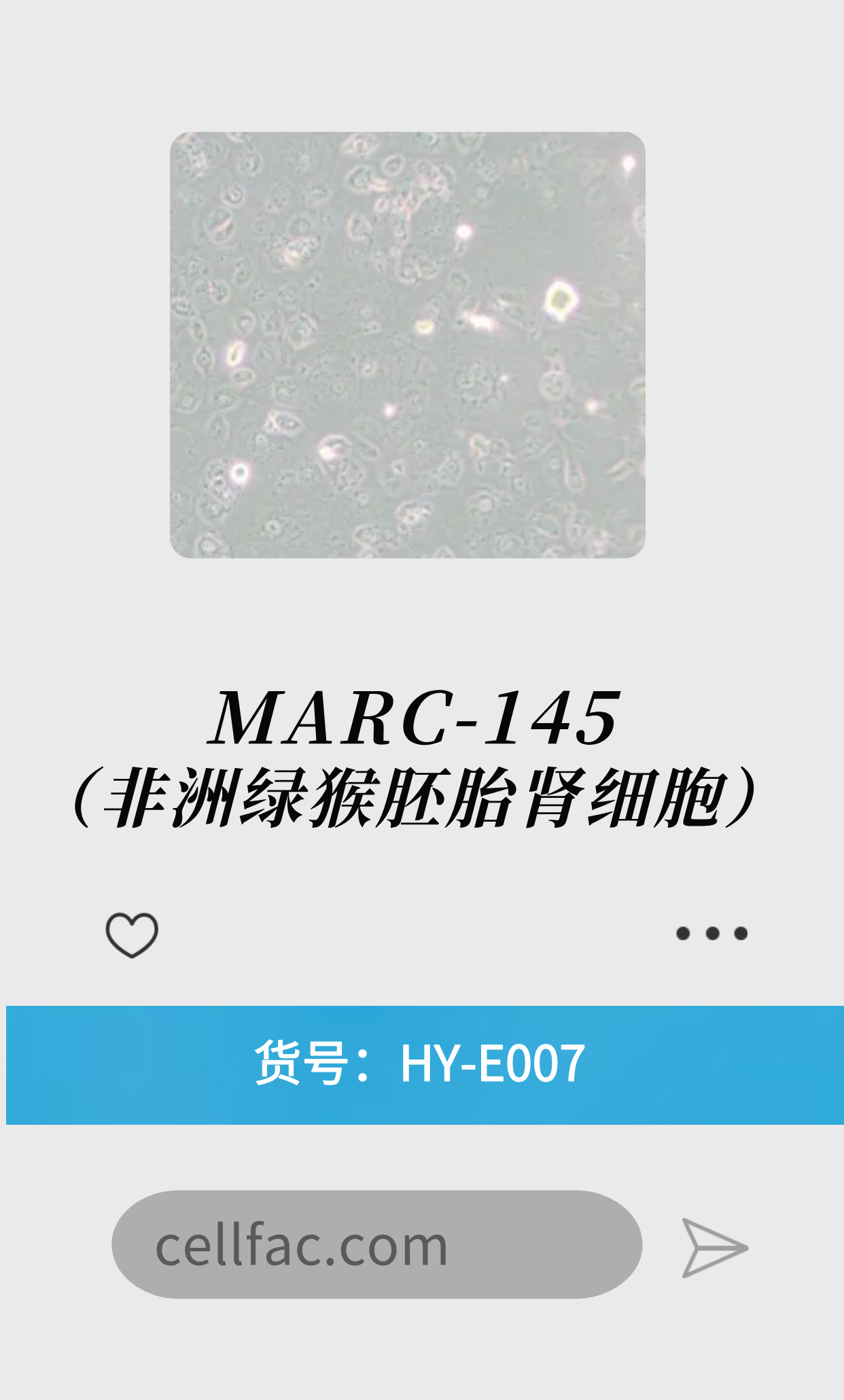  MARC-145（非洲绿猴胚胎肾细胞）