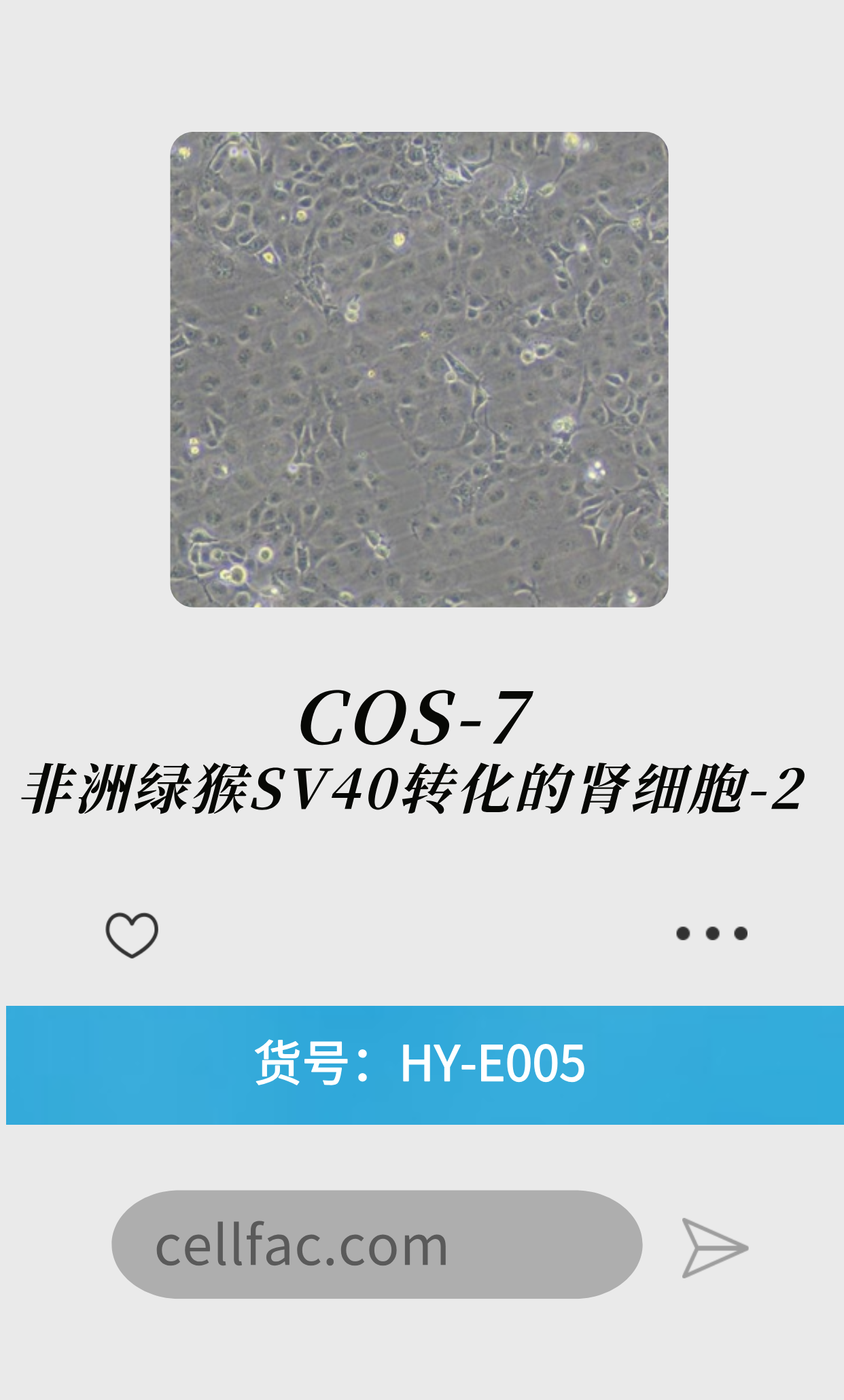  COS-7非洲绿猴SV40转化的肾细胞-2