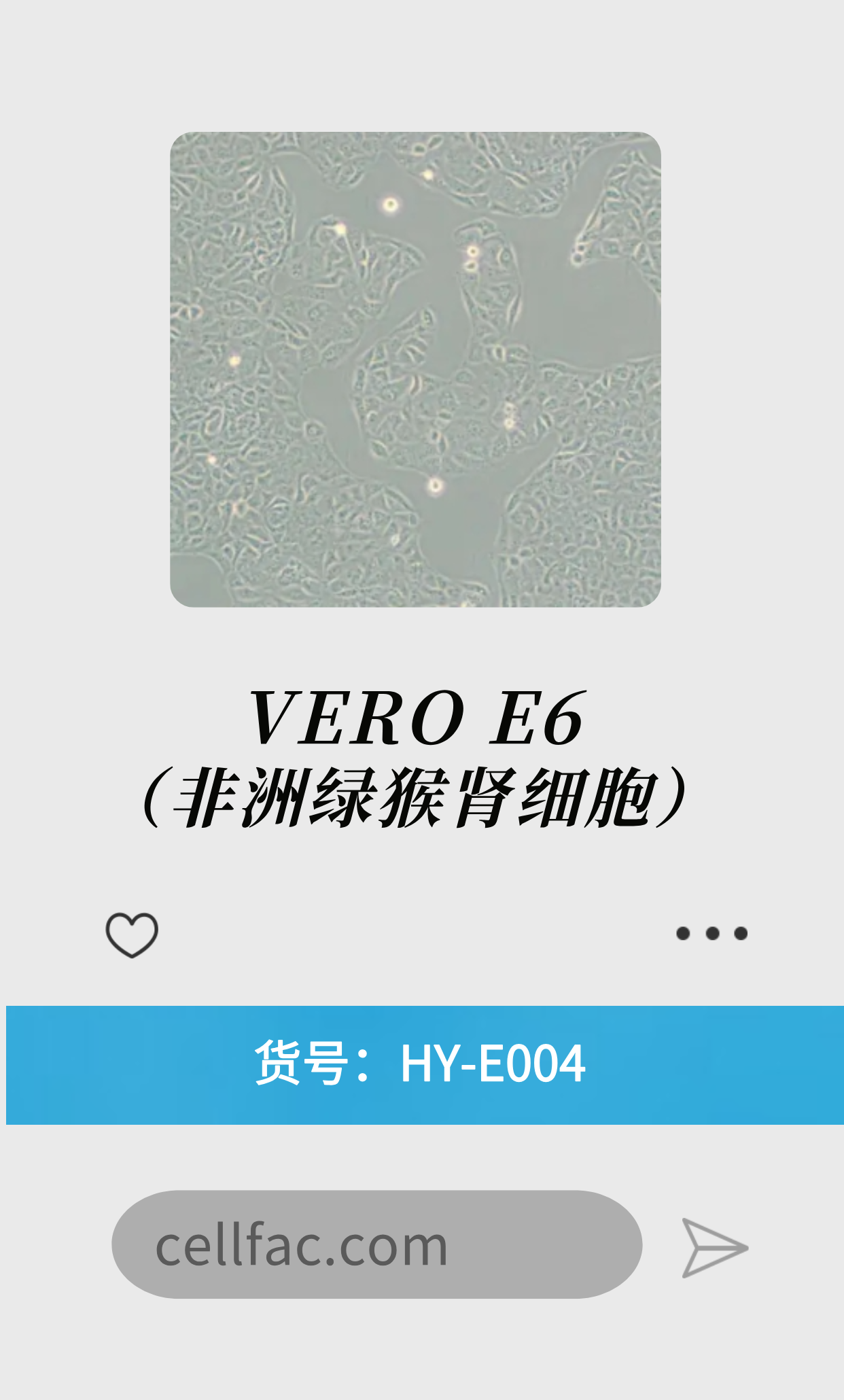  VERO E6（非洲绿猴肾细胞）