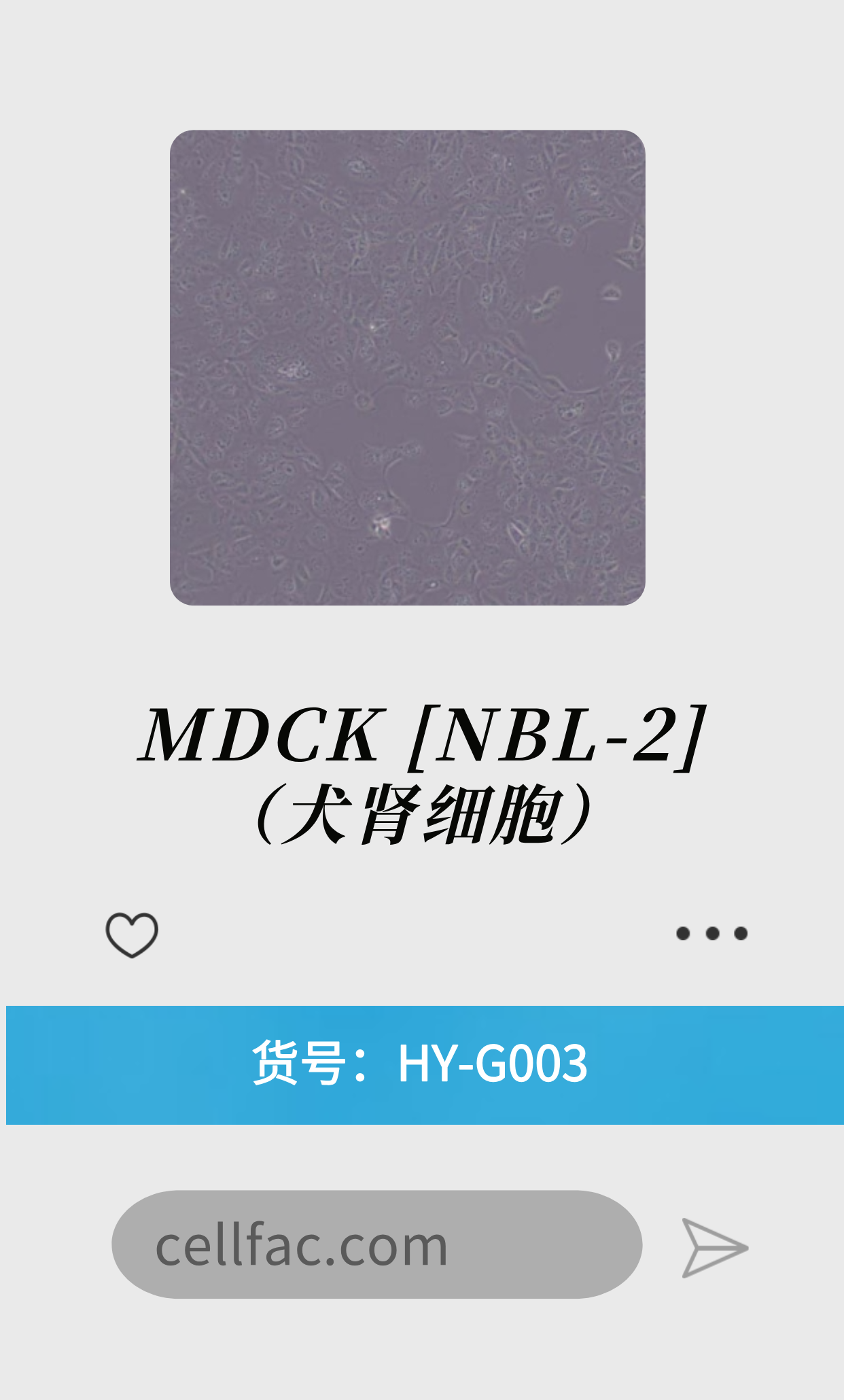  MDCK [NBL-2]（犬肾细胞）