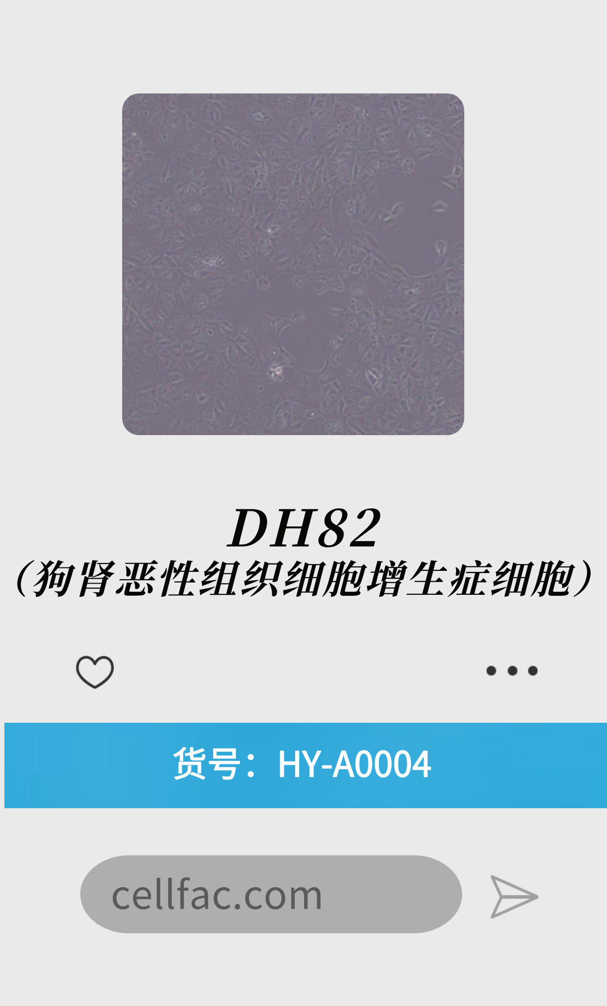  兔肝间质细胞永生化