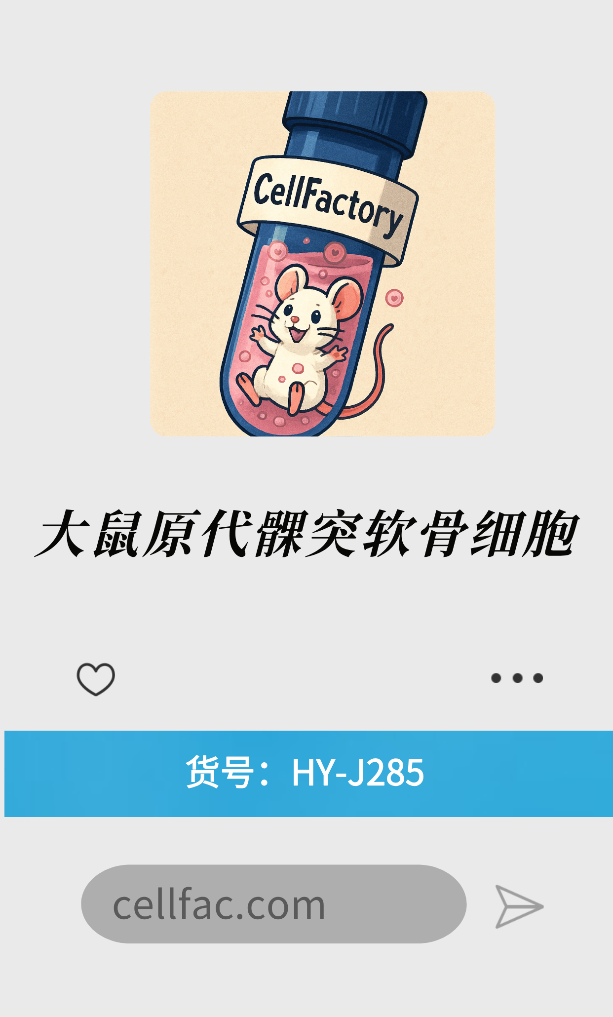  大鼠原代髁突软骨细胞