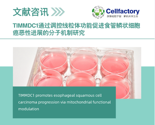 TIMMDC1通过调控线粒体功能促进食管鳞状细胞癌恶性进展的分子机制研究