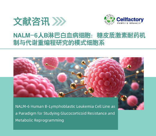 NALM-6人B淋巴白血病细胞：糖皮质激素耐药机制与代谢重编程研究的模式细胞系