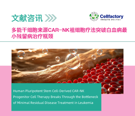 多能干细胞来源CAR-NK祖细胞疗法突破白血病最小残留病治疗瓶颈