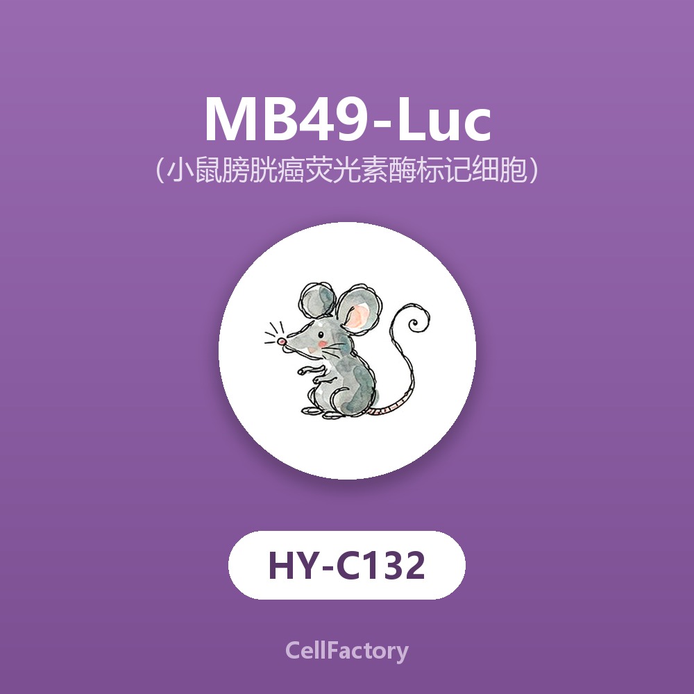  MB49-Luc（小鼠膀胱癌荧光素酶标记细胞）