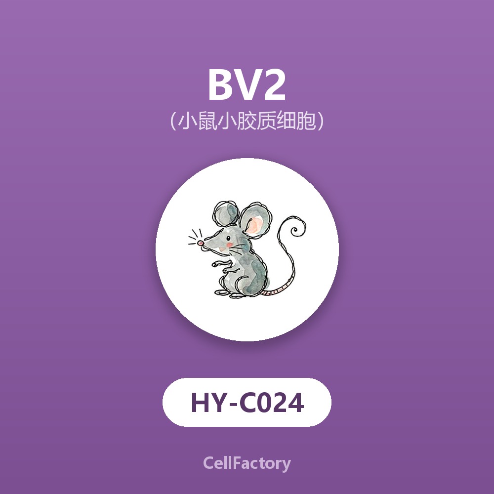  BV2（小鼠小胶质细胞）